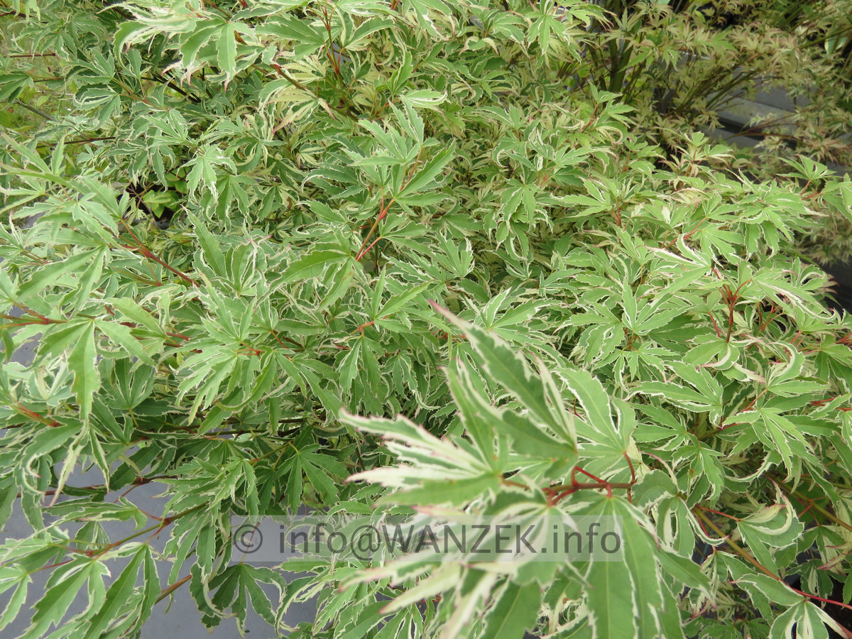 Acer palmatum Butterfly nah.JPG